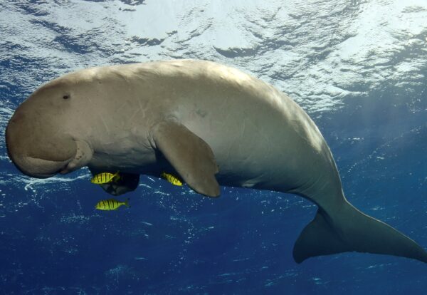 Dugong