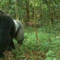 Saving Africa's most endangered Apes through community-based conservation of key Cross River Gorilla habitat