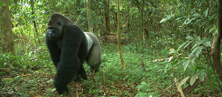 Saving Africa's most endangered Apes through community-based conservation of key Cross River Gorilla habitat