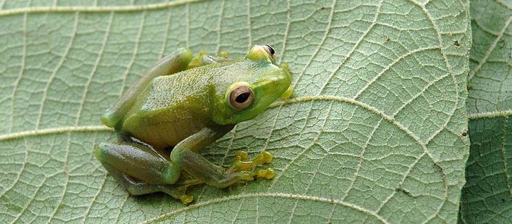 Conservation of threatened amphibians in the Ithombwe and Misotshi-Kabogo massifs