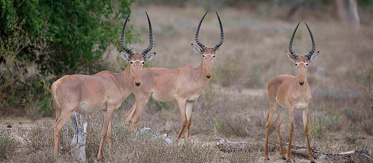 A community's race to save the Hirola