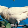 Re-introduction of the Philippine Cockatoo (1st Phase)