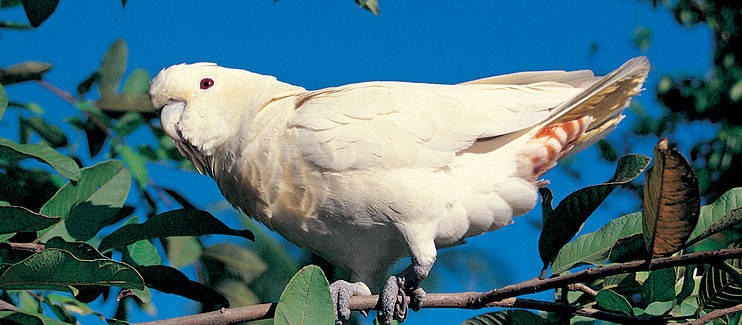 Re-introduction of the Philippine Cockatoo (1st Phase)