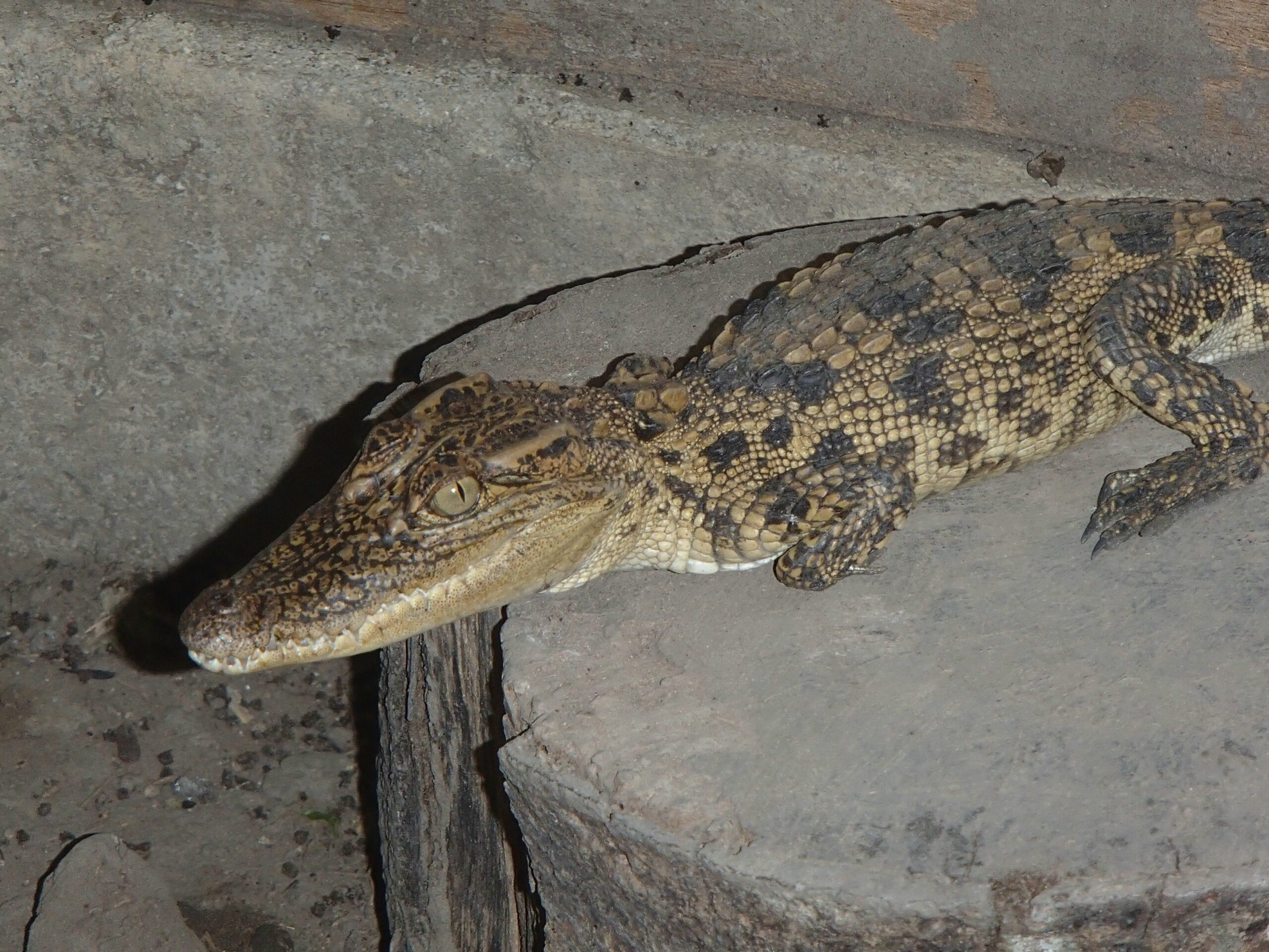 Ensuring a future for the Critically Endangered Siamese Crocodiles