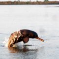 Ganges Dolphin