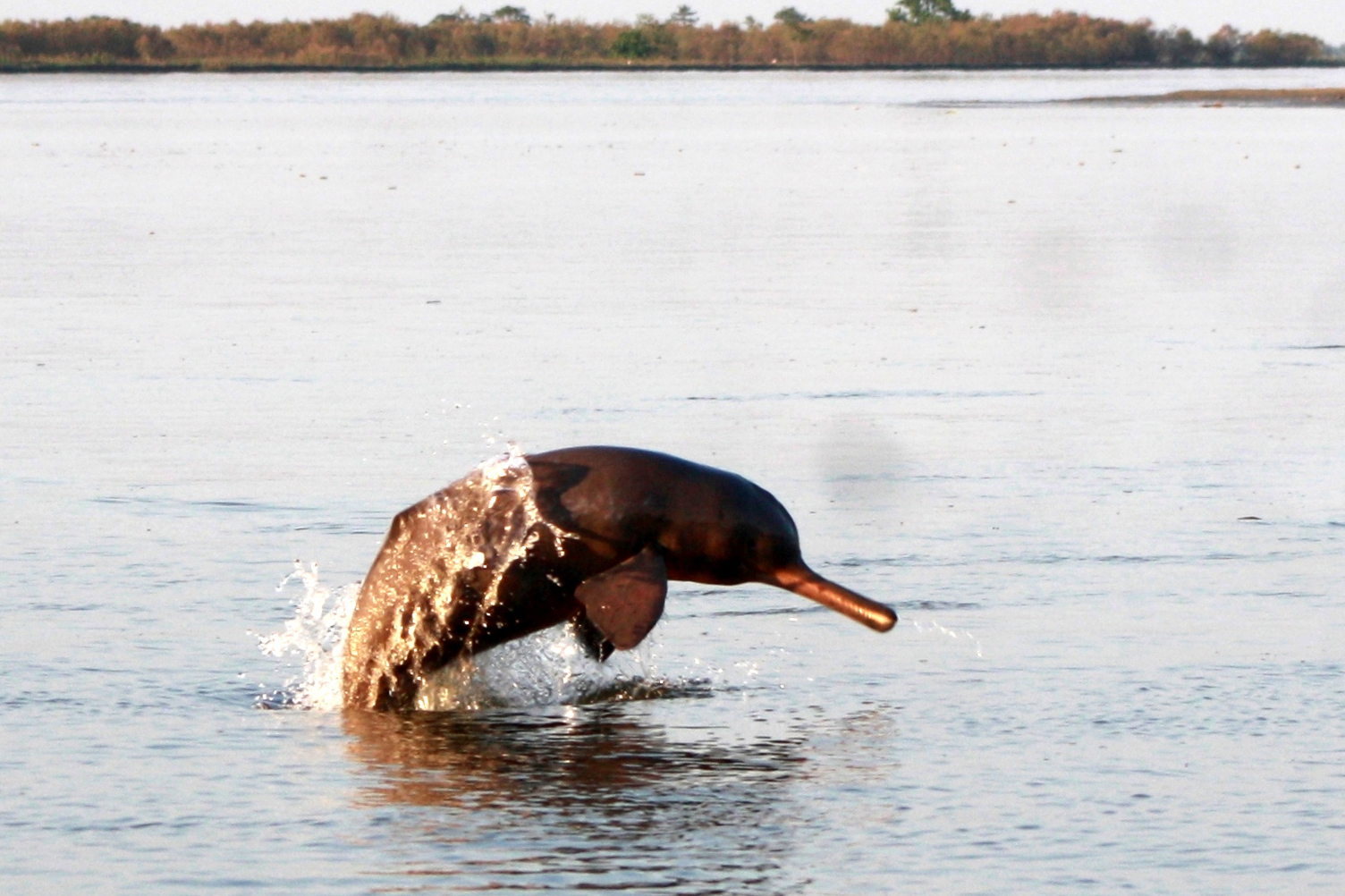 Ganges Dolphin