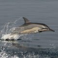 Spinner Dolphin