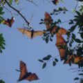 Filipino Flying Foxes