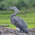 Conserving the Critically Endangered White-bellied Heron