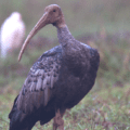 Conserving a suite of northern Cambodia’s threatened bird species