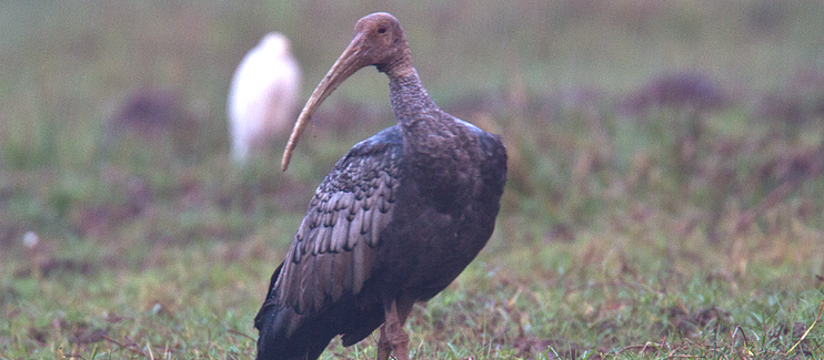 Conserving a suite of northern Cambodia’s threatened bird species