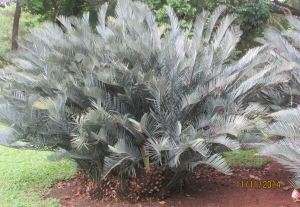 Karoo Cycad