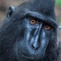 Creating connections: working together to protect the last stronghold of the endemic Sulawesi Crested Black Macaque