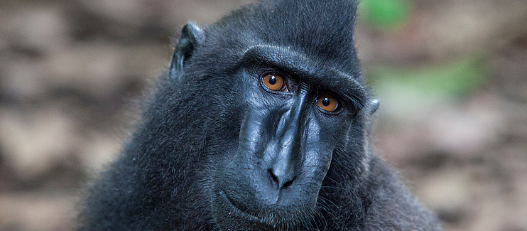 Creating connections: working together to protect the last stronghold of the endemic Sulawesi Crested Black Macaque