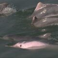 Atlantic Humpback Dolphins