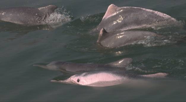 Atlantic Humpback Dolphins