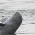 Preventing the Mekong Irrawaddy Dolphin mortality resulting from illegal fishing practices