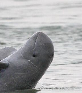 Preventing the Mekong Irrawaddy Dolphin mortality resulting from illegal fishing practices