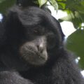 Conservation of Endangered and Critically Endangered gibbons of Southeast Asia