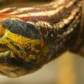 Implementing a regional model to conserve large river terrapins of the genus Batagur