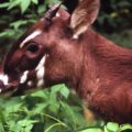 Saving the Saola: intensifying protection across a trans-boundary landscape