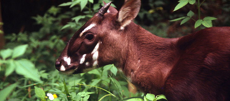 Saving the Saola: intensifying protection across a trans-boundary landscape