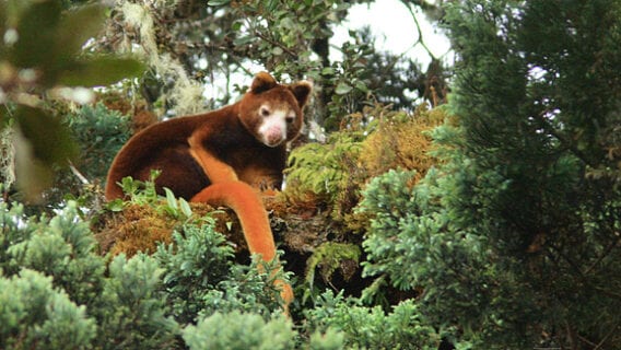 Matschie’s Tree Kangaroo