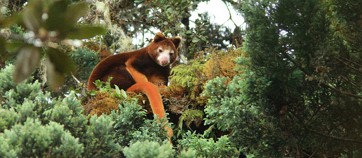 Matschie’s Tree Kangaroo