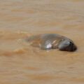 Manatee Mating