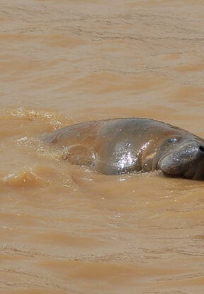 Manatee Mating