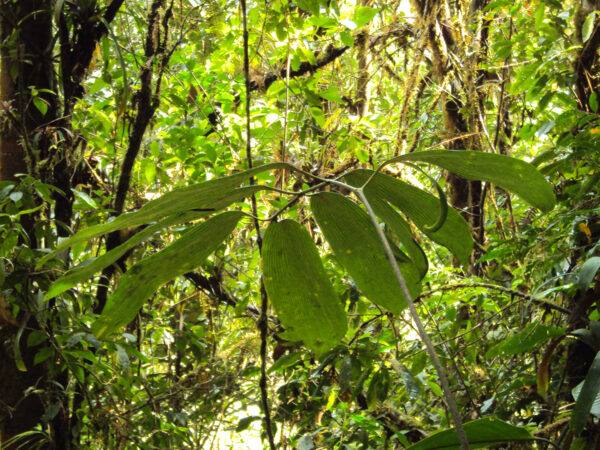 Management Strategy to Establish New Populations Critically Endangered Species of Cycads in Colombia 2 Forest