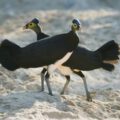 Maleo Bird Pair