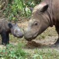 Enhancing protection of the Critically Endangered Sumatran Rhino