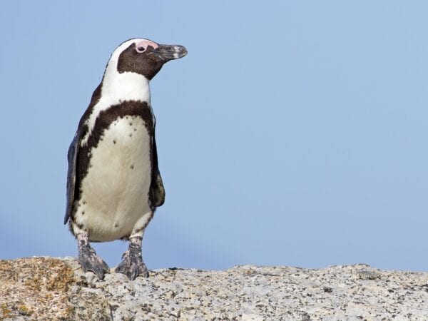 An African Penguins