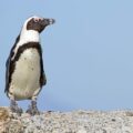 An African Penguins