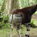 Okapi