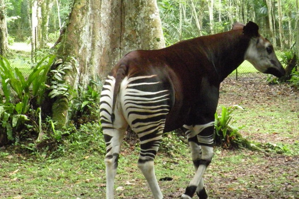 Okapi