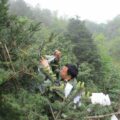 Dr Hu Xinghua conducts the artificial pollination of Ziyuan fir