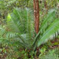 Conservation of endemic and threatened cycads of Chiapas