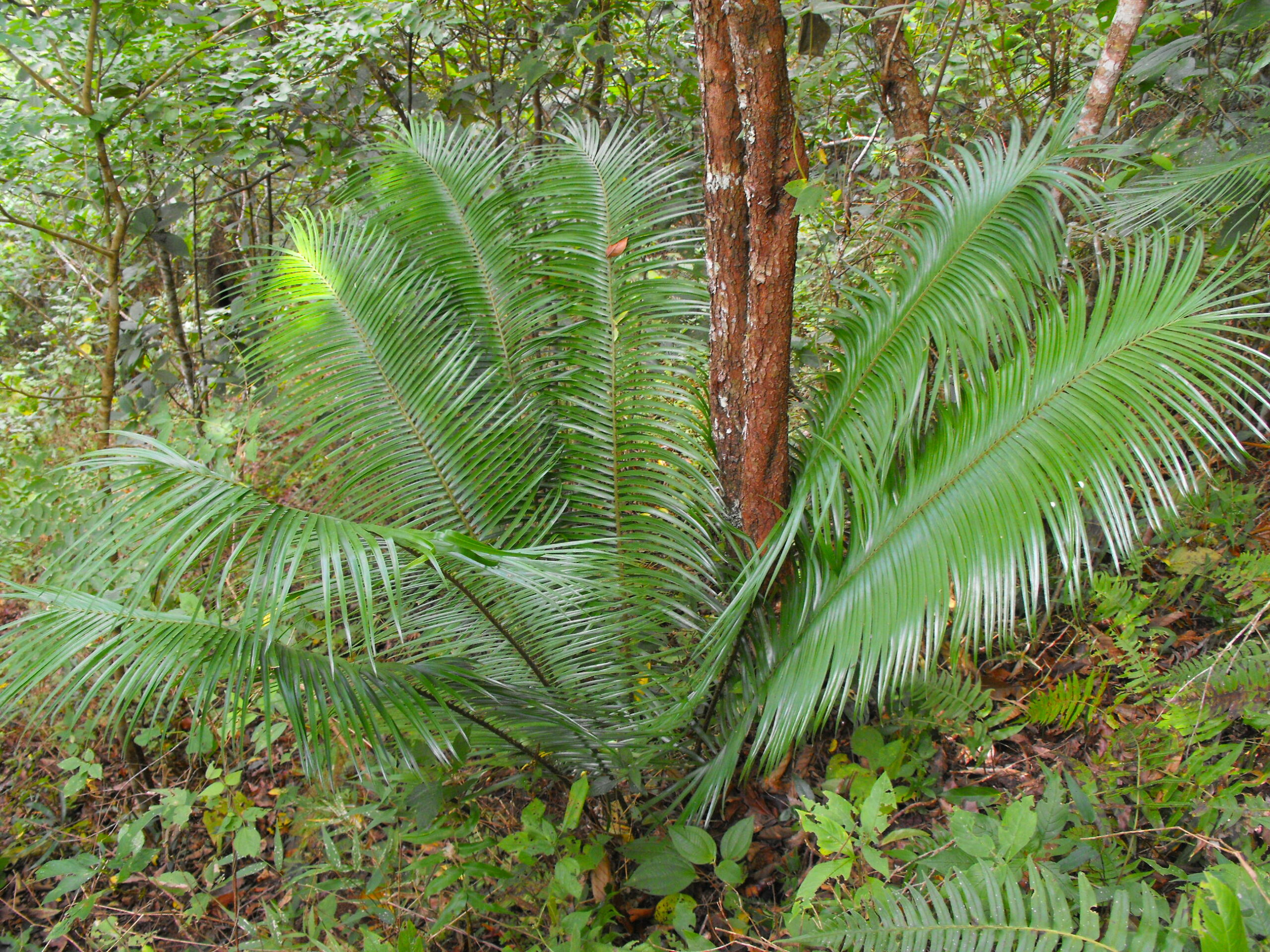 Conservation of endemic and threatened cycads of Chiapas