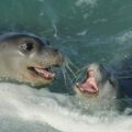 Mediterranean Monk Seal Mother and Calf