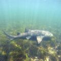 Nurse Shark