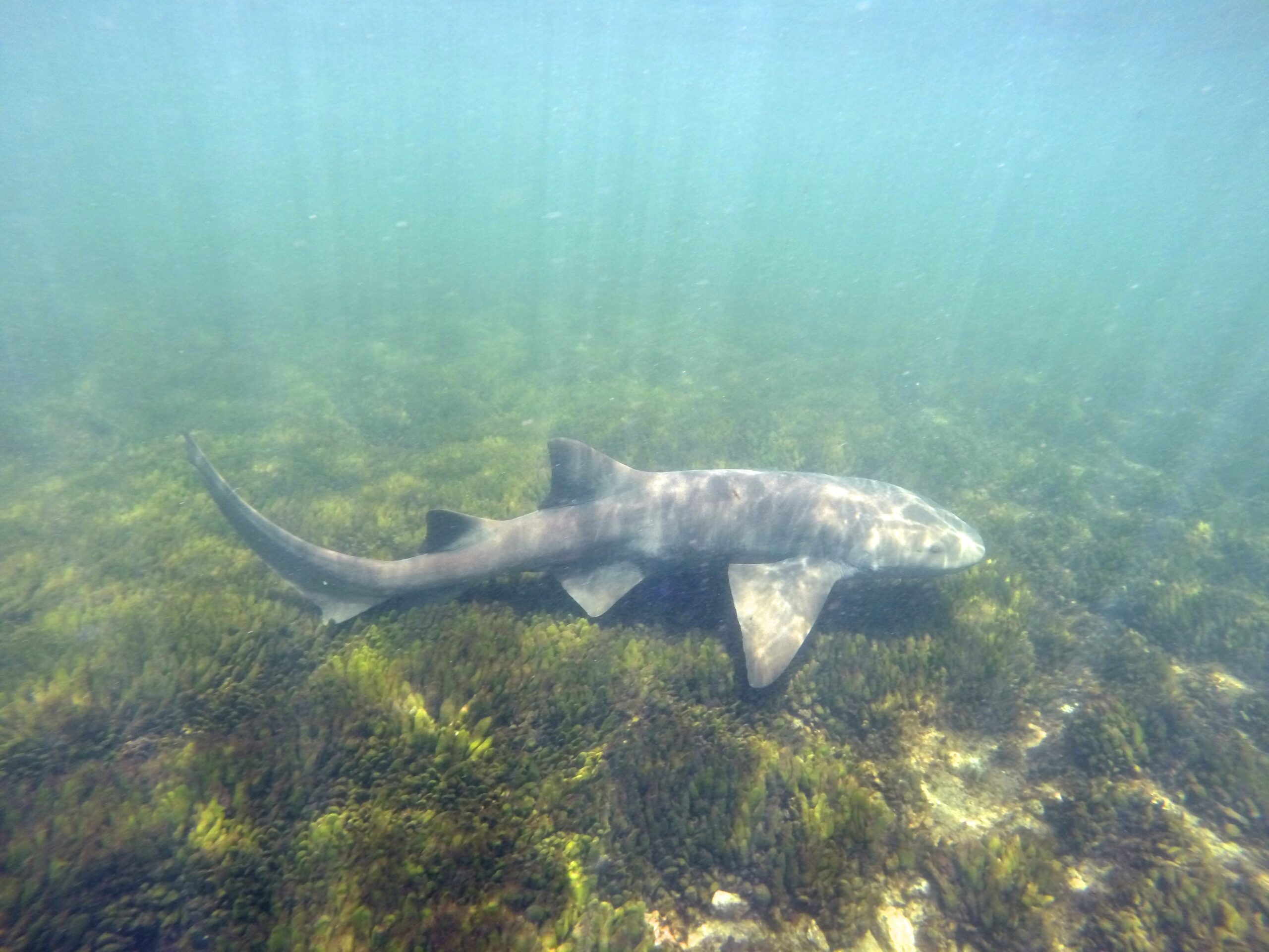 Nurse Shark