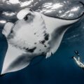 A tourist swims with manta rays off Nusa Penida, Bali. Indonesia ranks number 2 in the world for manta tourism, valued at over USD 15 million per year to Indonesian communities.