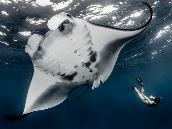 A tourist swims with manta rays off Nusa Penida, Bali. Indonesia ranks number 2 in the world for manta tourism, valued at over USD 15 million per year to Indonesian communities.