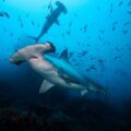 Sphyrna lewini at Cocos Island