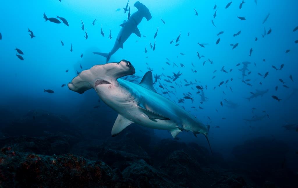 Sphyrna lewini at Cocos Island