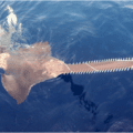 Sawfish