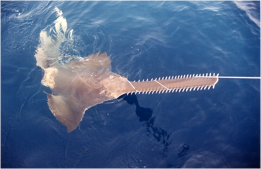 Sawfish