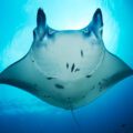 Manta Ray